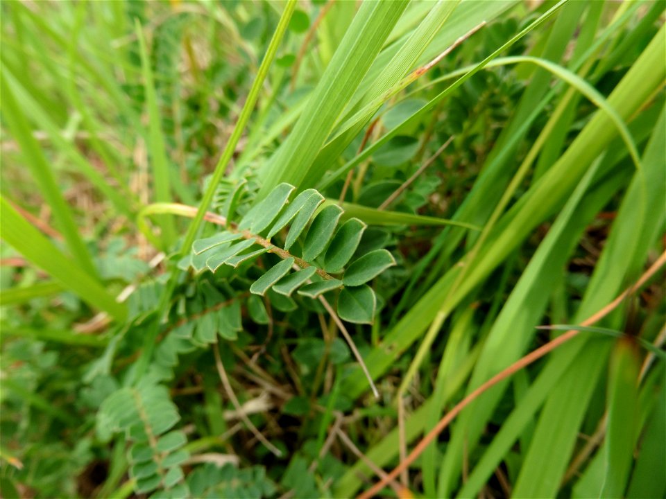 Astragalus monspessulanus L., 1753
