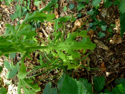 Senecio sylvaticus L., 1753