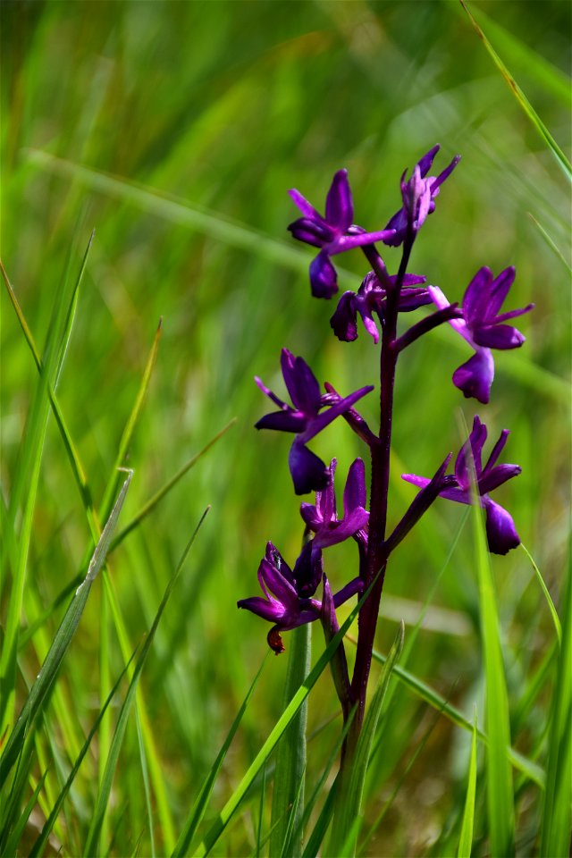 Anacamptis laxiflora (Lam.) R.M.Bateman, Pridgeon & M.W.Chase, 1997