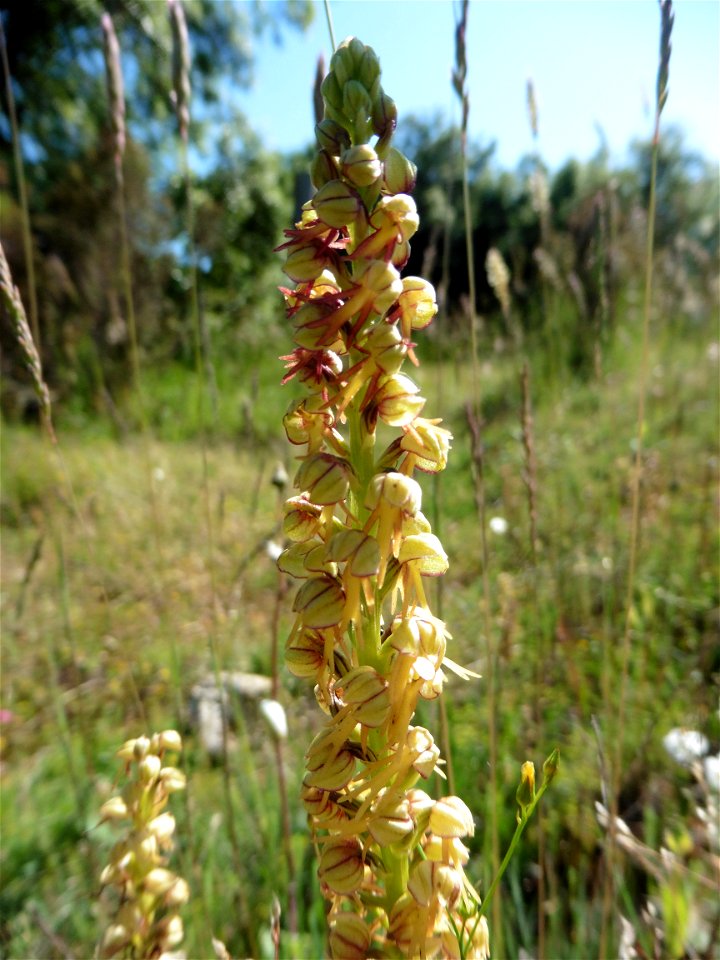 Orchis anthropophora (L.) All., 1785