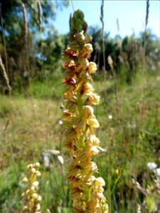 Orchis anthropophora (L.) All., 1785