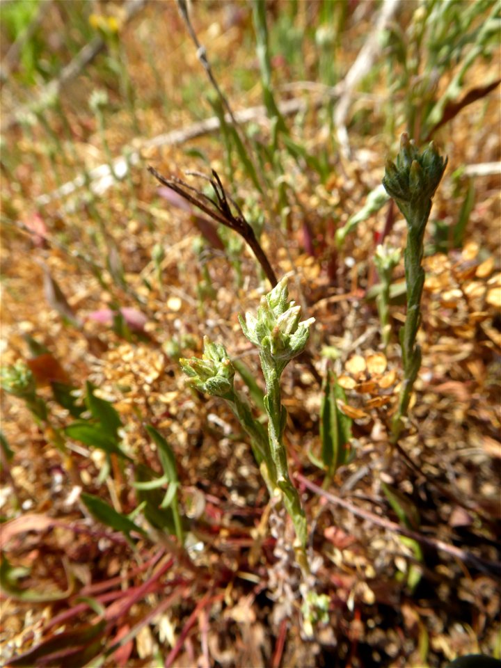 Logfia minima (Sm.) Dumort., 1827