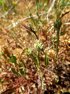 Logfia minima (Sm.) Dumort., 1827