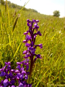 Anacamptis morio (L.) R.M.Bateman, Pridgeon & M.W.Chase, 1997