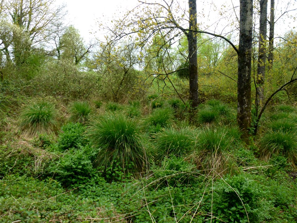 Carex paniculata L., 1755