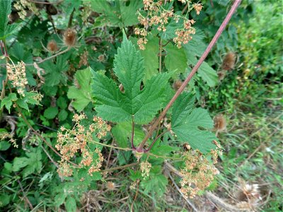Humulus lupulus L., 1753