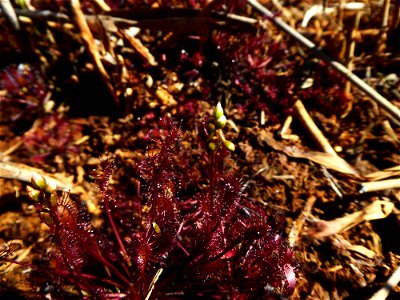 Drosera intermedia Hayne, 1798