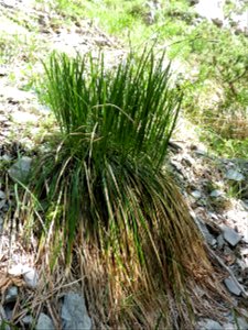 Carex sempervirens Vill., 1787