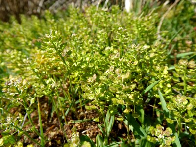 Teesdalia nudicaulis (L.) W.T.Aiton, 1812