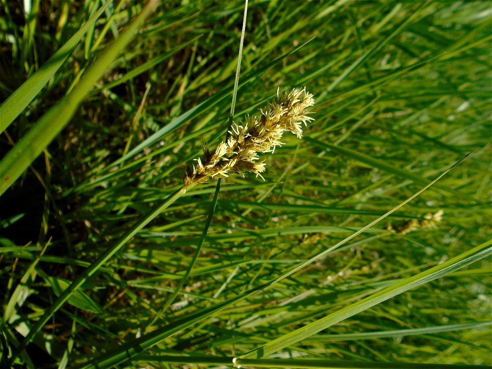 Carex disticha Huds., 1762