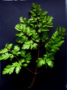 Anthriscus sylvestris (L.) Hoffm., 1814