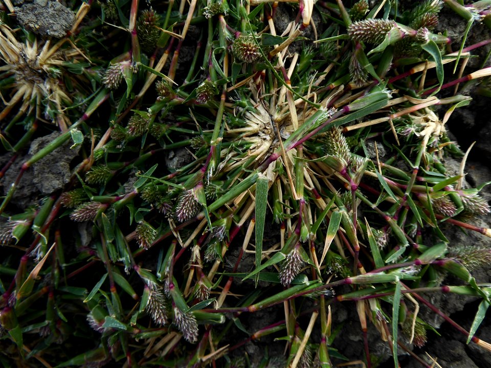 Crypsis schoenoides (L.) Lam., 1791