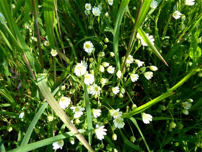 Stellaria holostea L., 1753