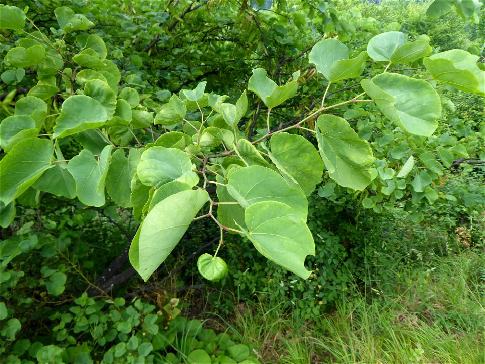 Cercis siliquastrum L., 1753