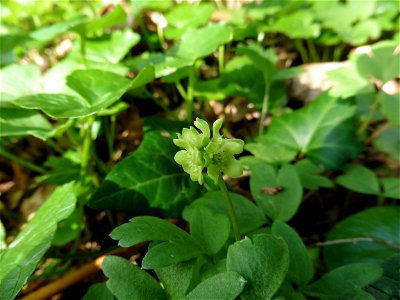 Adoxa moschatellina L., 1753