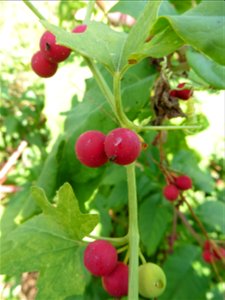 Bryonia dioica Jacq., 1774