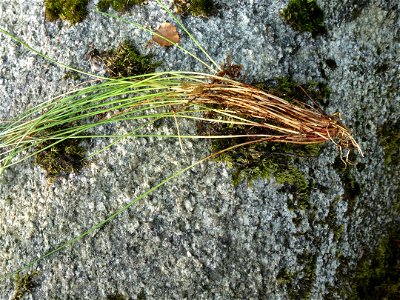 Eleocharis multicaulis (Sm.) Desv., 1818