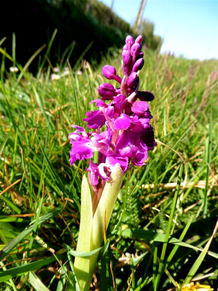Orchis mascula (L.) L., 1755