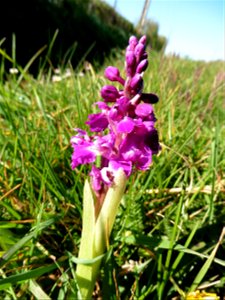 Orchis mascula (L.) L., 1755