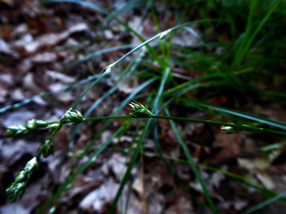 Carex divulsa Stokes, 1787