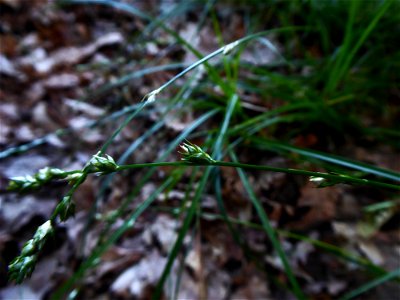 Carex divulsa Stokes, 1787