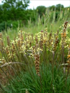 Plantago capitellata Ramond ex DC., 1805