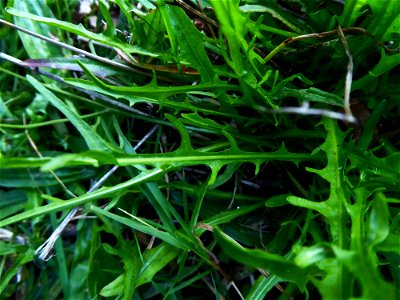 Scorzoneroides autumnalis (L.) Moench, 1794
