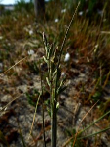 Cutandia maritima (L.) Benth., 1881