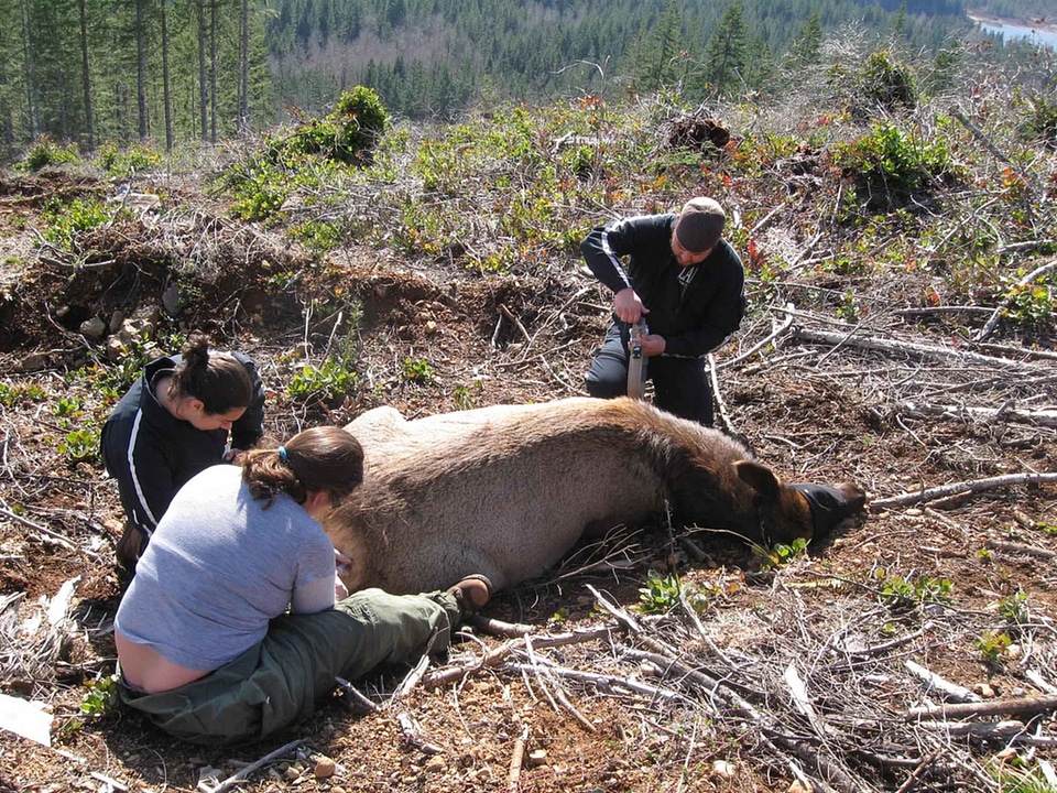 Animal biologist diseases