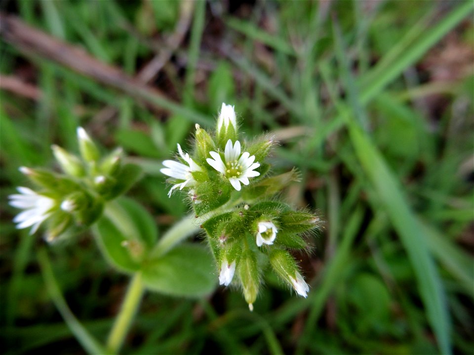 Cerastium glomeratum Thuill., 1799