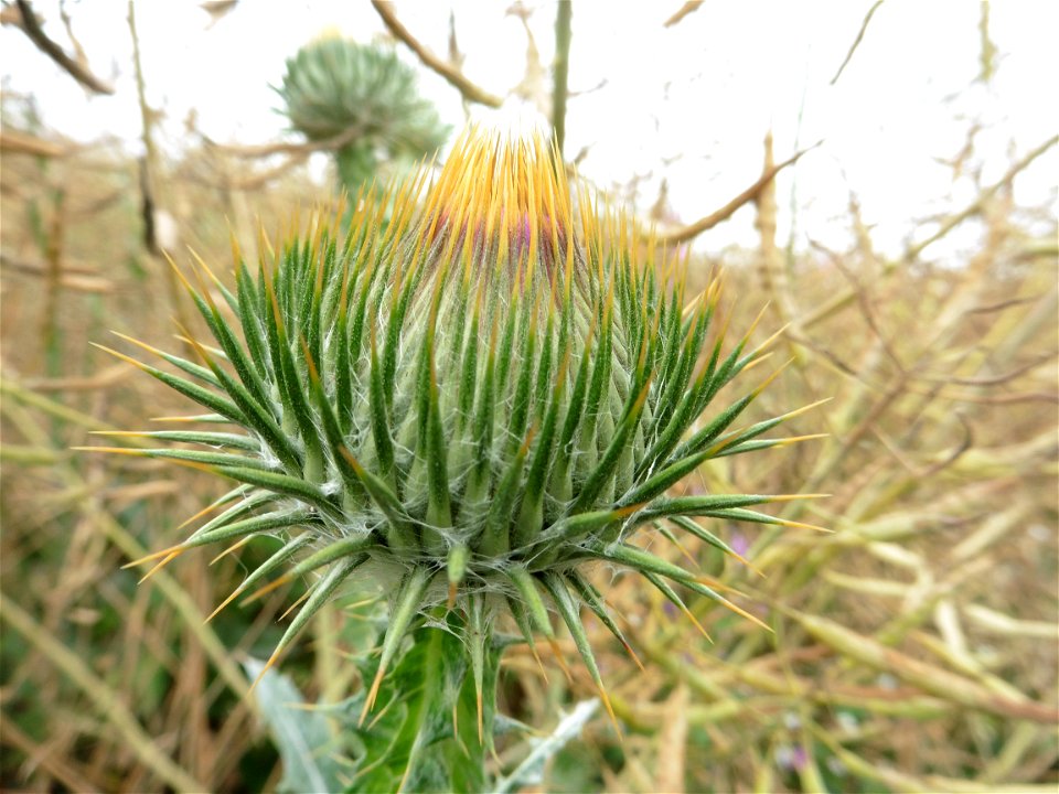 Onopordum acanthium L., 1753