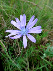 Lactuca perennis L., 1753 photo