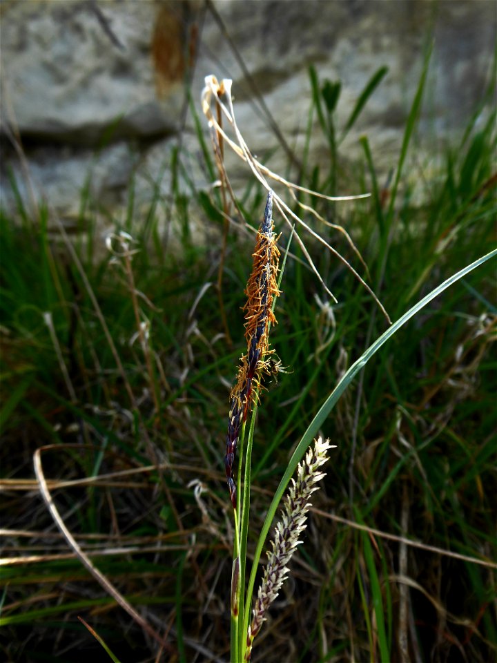 Carex flacca Schreb., 1771