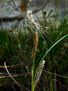 Carex flacca Schreb., 1771