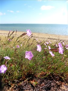 Dianthus gallicus Pers., 1805