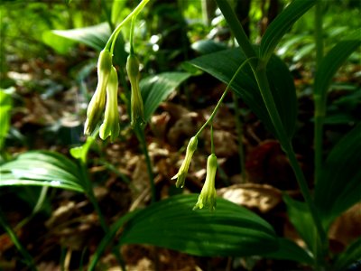 Polygonatum multiflorum (L.) All., 1785