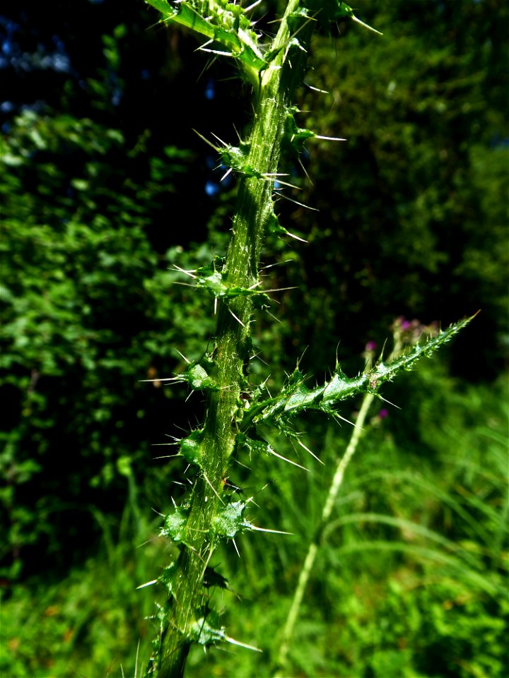 Cirsium palustre (L.) Scop., 1772