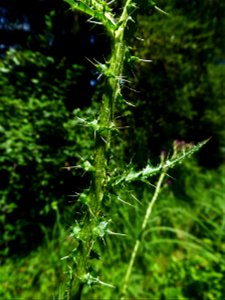 Cirsium palustre (L.) Scop., 1772