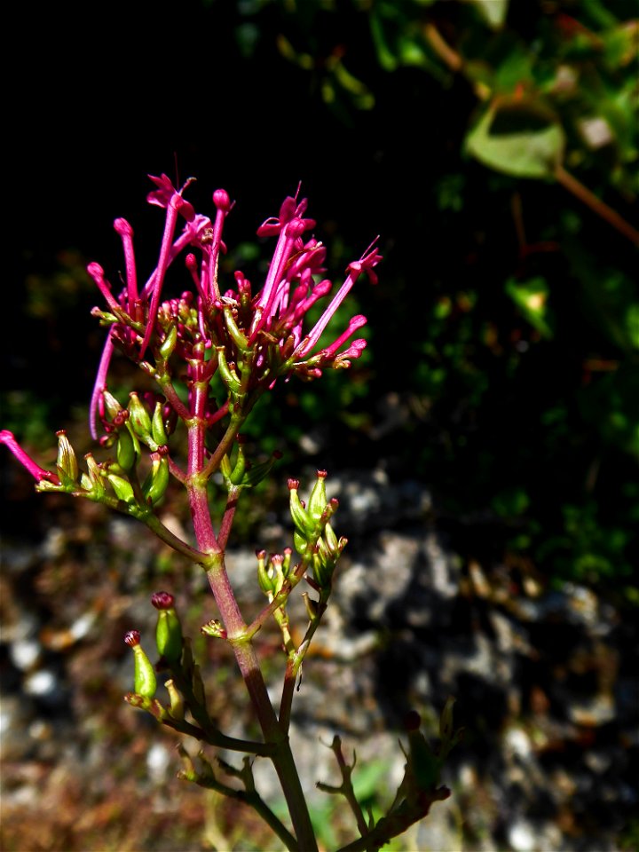 Centranthus ruber (L.) DC., 1805