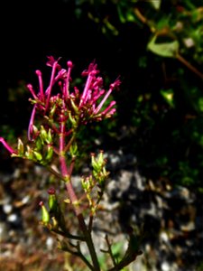 Centranthus ruber (L.) DC., 1805