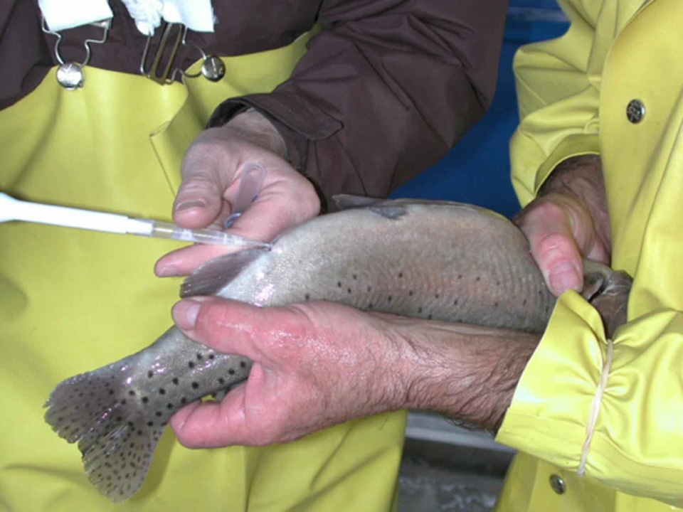 Biologist cutthroat Salmo trutta