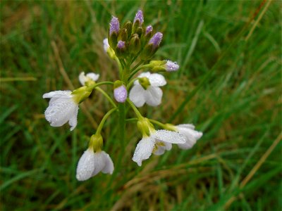Cardamine pratensis L., 1753