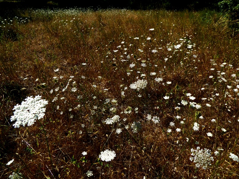 Daucus carota L., 1753
