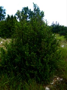 Buxus sempervirens L., 1753
