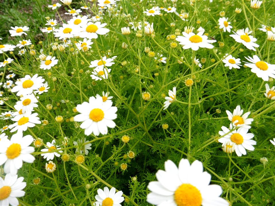 Anthemis cotula L., 1753