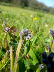 Myosotis discolor Pers., 1797