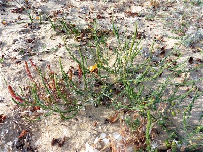 Asparagus officinalis subsp. prostratus (Dumort.) Corb., 1894