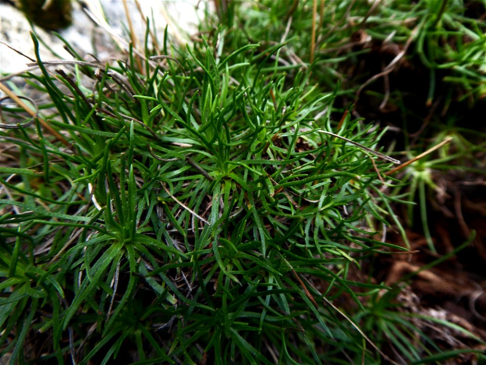 Plantago holosteum Scop., 1771
