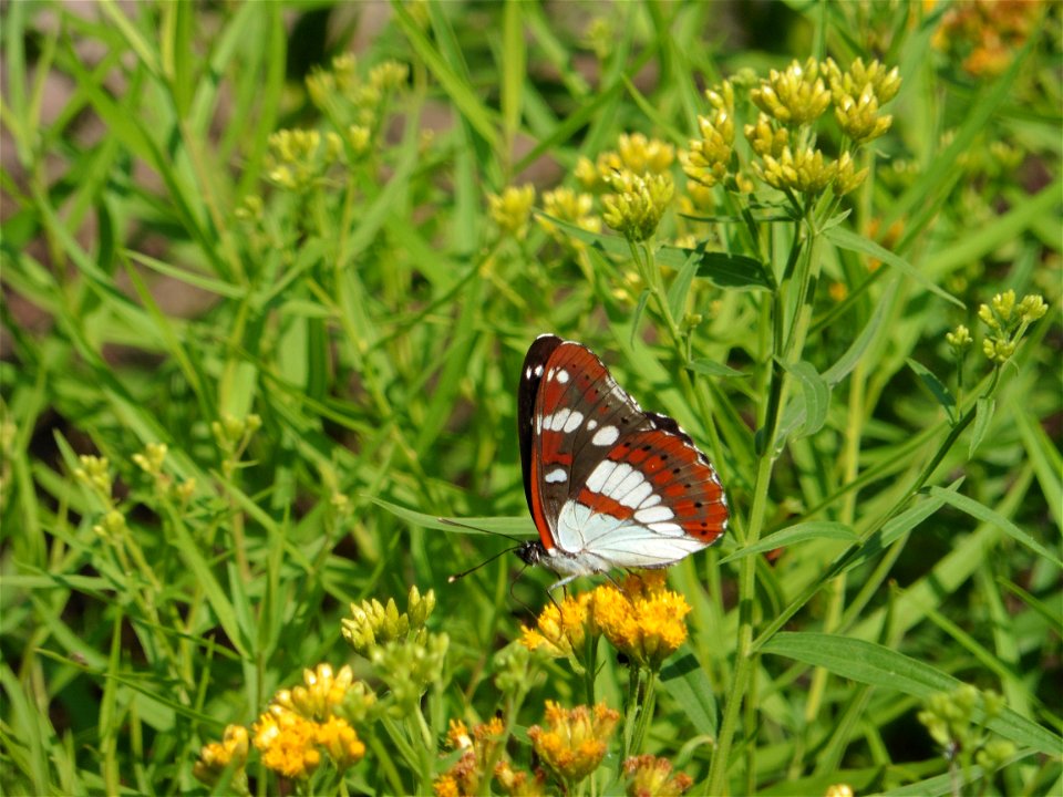 Euthamia graminifolia (L.) Nutt., 1818