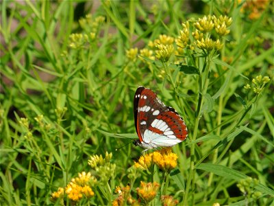 Euthamia graminifolia (L.) Nutt., 1818